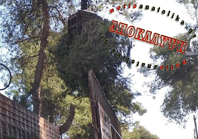150 ευρώ μαύρα η ταρίφα αυτοδιοικητικού για το μάζεμα κλαδεμάτων σε παραθαλάσσιο δήμο της Αττικής