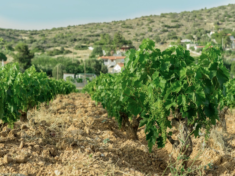 Αττικός Αμπελώνας: Το «κρυφό χαρτί» της Αττικής για τουρισμό 12 μηνών