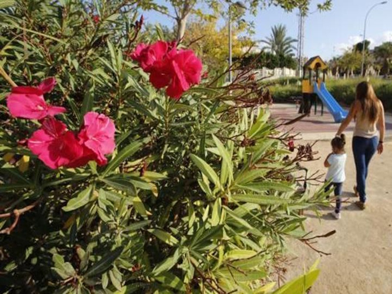 Πικροδάφνη: το «ανθεκτικό» φυτό που ρίζωσε στους δρόμους και οι σιωπηλοί κίνδυνοι πίσω από την καθημερινότητα