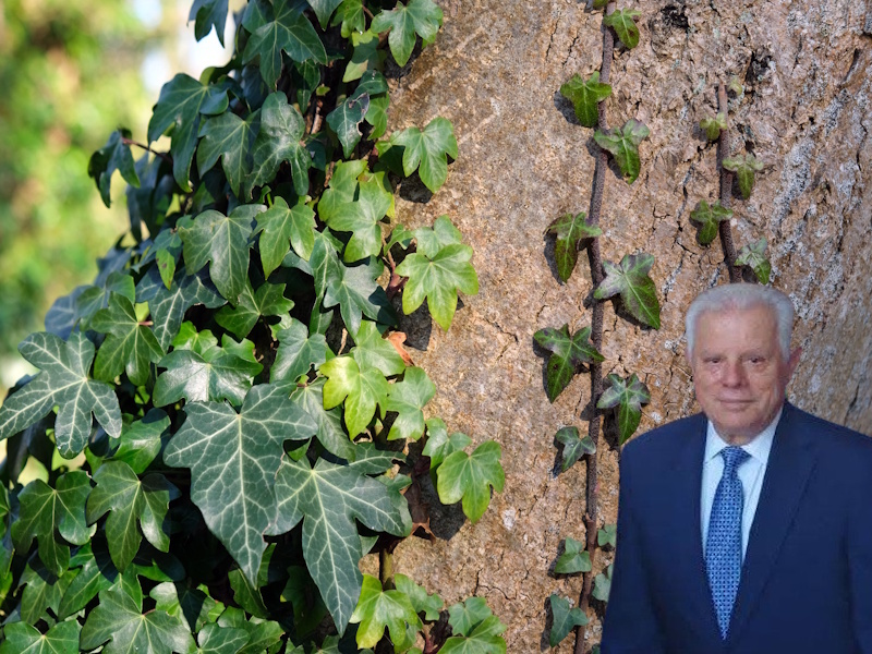 Στη Βουλή ο «Αχαρνικός Κισσός»: Ερώτημα Γ. Βλάχου για την εγγραφή του στην Άυλη Πολιτιστική Κληρονομιά