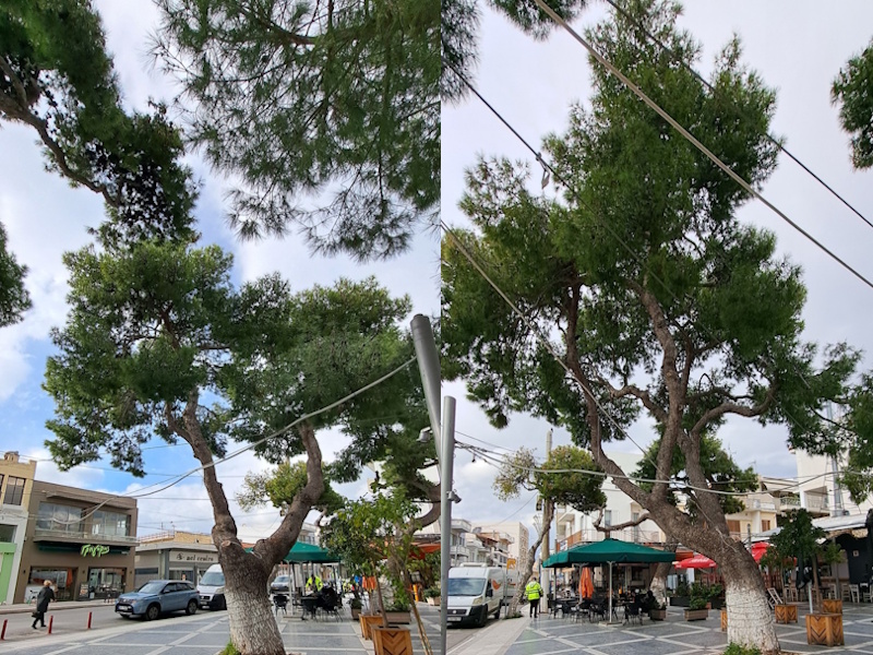 Κορωπί: Γλύτωσαν – προς τα παρόν – τα αιωνόβια πεύκα της κεντρικής πλατείας μετά την υπαναχώρηση Γιαννάκου 