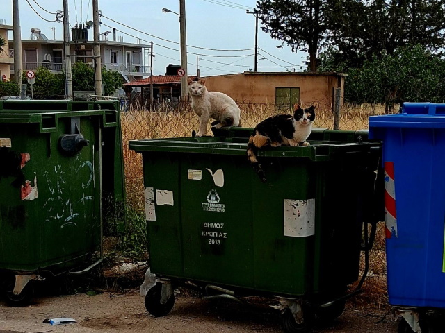 Κορωπί: Νέες καταγγελίες για πλήρη εγκατάλειψη των αδέσποτων: «Γεμάτοι οι δρόμοι με άρρωστες και έγκυες γάτες»