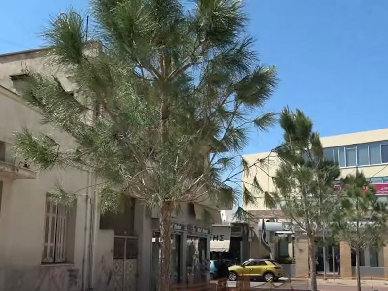 Νέες κουκουναριές στην κεντρική πλατεία Κορωπίου - Σκιά πάλι σε μια εικοσαετία
