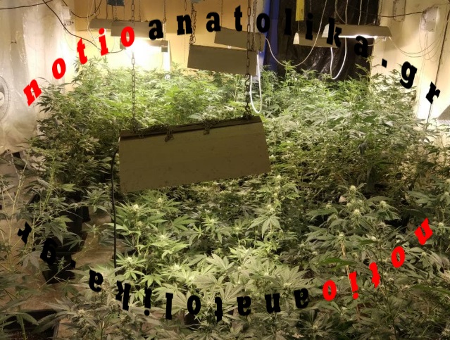 Τη μεγαλύτερη υδροπονική καλλιέργεια κάνναβης στα Μεσόγεια ανακάλυψαν οι αστυνομικοί του Τ.Α. Κρωπίας! (Φωτός)