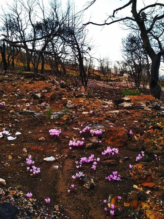mati elpida