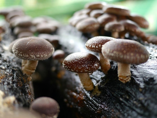 manitaria farmak