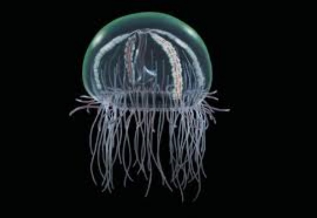 medousa Olindias phosphorica